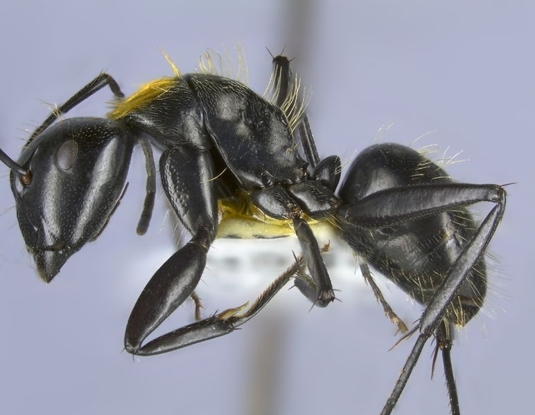 File:Camponotus densopilus interm worker side.jpg