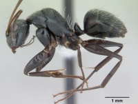 Camponotus helleri casent0173421 profile 1.jpg