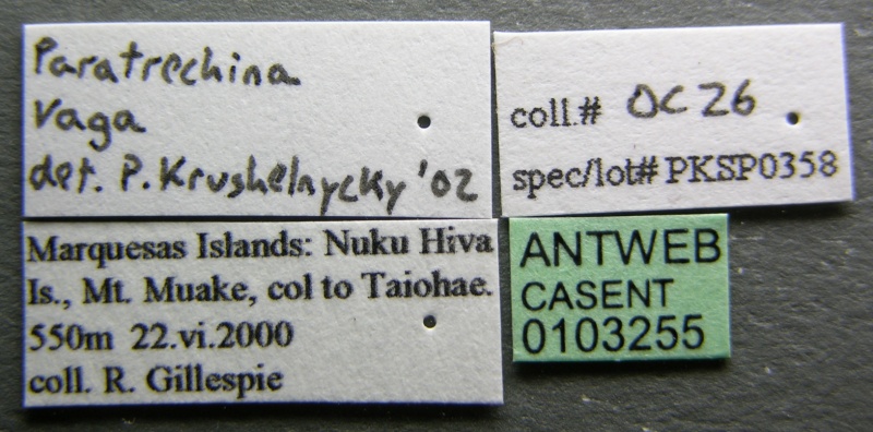 File:Paratrechina vaga casent0103255 label 1.jpg