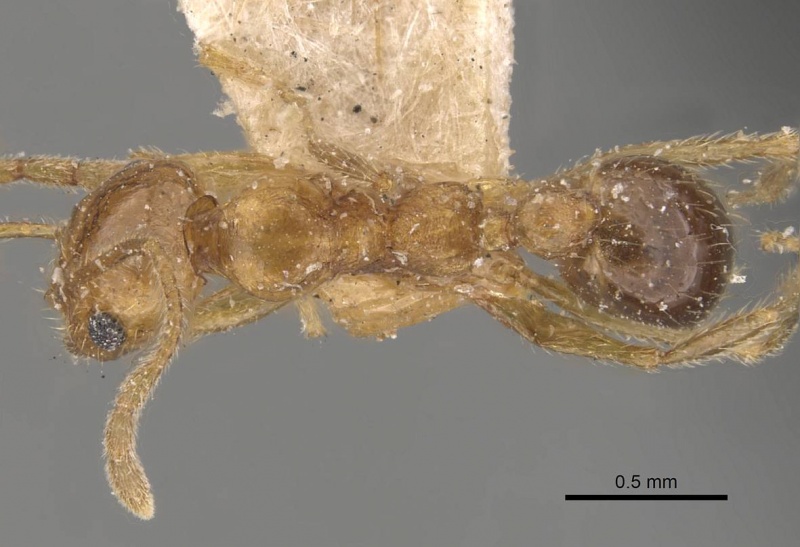 File:Pheidole naoroji casent0907931 d 1 high.jpg