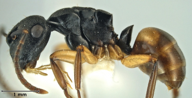 File:Polyrhachis maculata side.jpg