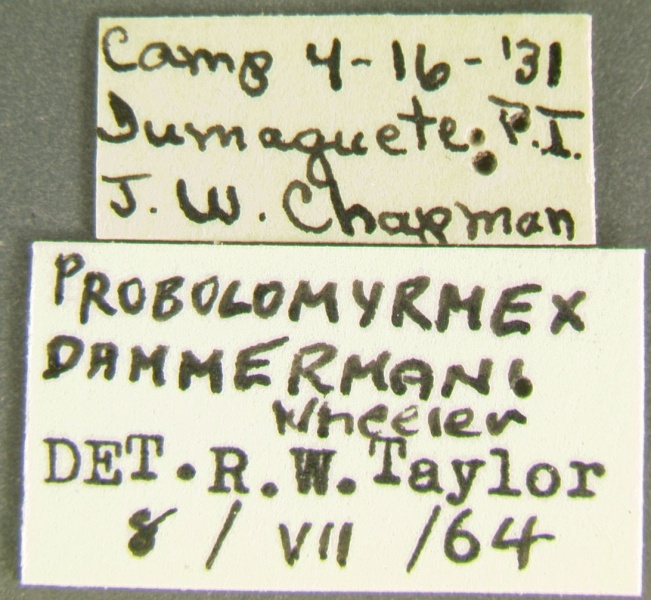 File:Probolomyrmex dammermani-Label.jpg