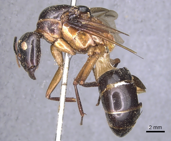 File:Camponotus festinus casent0901893 p 1 high.jpg