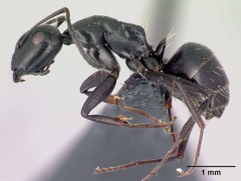 File:Camponotus gestroi casent0179873 p 1 high.jpg