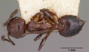 Crematogaster degeeri casent0102941 dorsal 1.jpg