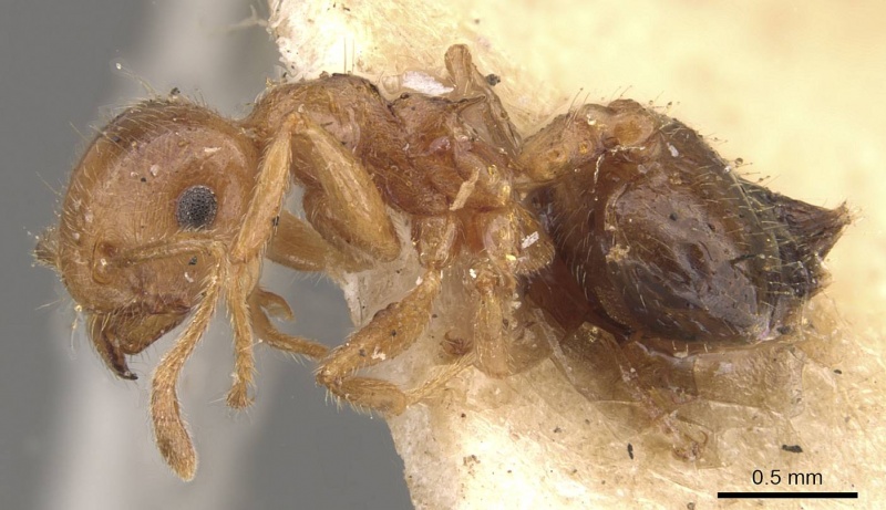 File:Crematogaster egidyi casent0908575 p 1 high.jpg