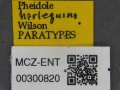 MCZ ENT Pheidole harlequina paratype lbsBS.jpg