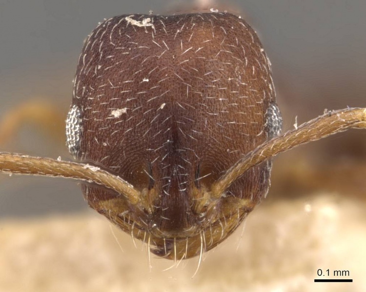 File:Monomorium setuliferum casent0908719 h 1 high.jpg