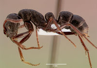 Pachycondyla cavernosa sam-hym-c008788b profile 1.jpg