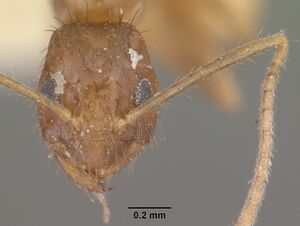 Paratrechina mixta casent0101314 head 1.jpg