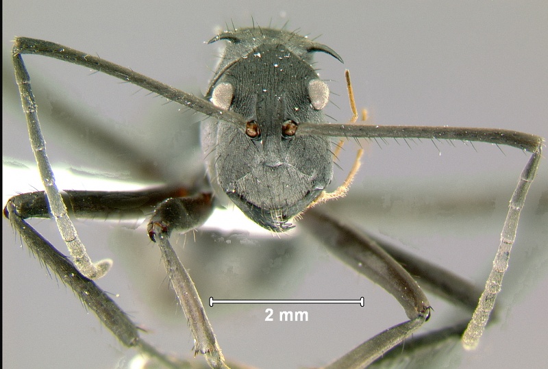 File:Polyrhachis-striataH2x.jpg