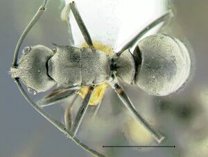 Polyrhachis-vindex-D2.5x.jpg