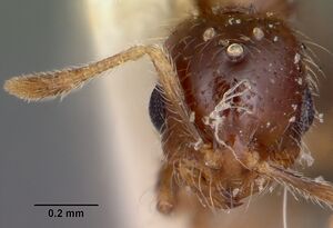 Solenopsis seychellensis casent0101959 head 1.jpg