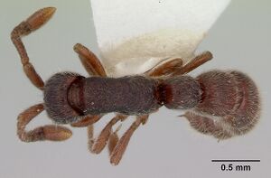 Sphinctomyrmex caledonicus casent0172109 dorsal 1.jpg