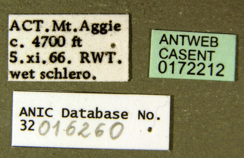 File:Amblyopone australis ANIC32-016260 label CAS0172212-Antwiki.jpg