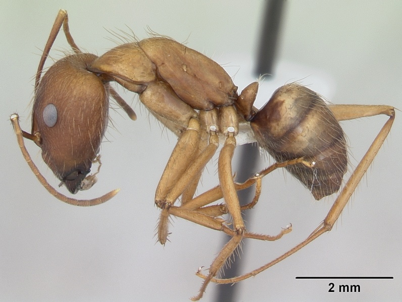 File:Camponotus cingulatus casent0173402 profile 1.jpg