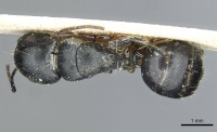 Camponotus longipalpis rmcaent000017820 d 1 high.jpg