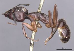 Camponotus nigriceps casent0905234 p 1 high.jpg