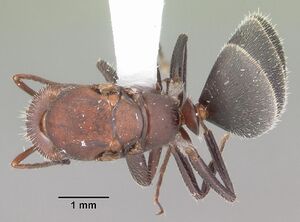 Camponotus planatus casent0103699 dorsal 1.jpg