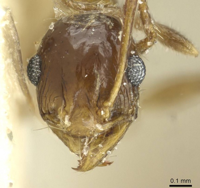 File:Pheidole areniphila casent0913269 h 1 high.jpg