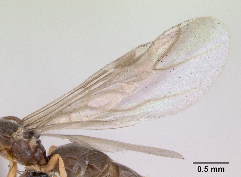 File:Plagiolepis pygmaea casent0173130 profile 2.jpg