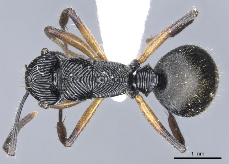 File:Polyrhachis decora casent0903316 d 1 high.jpg