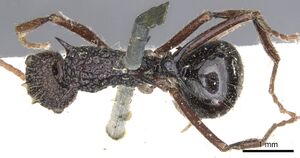 Polyrhachis rufipes casent0903374 d 1 high.jpg