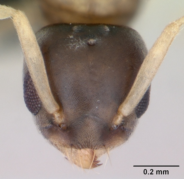 File:Tapinoma melanocephalum casent0125327 head 1.jpg