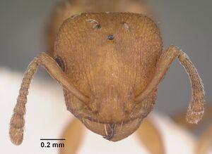 Temnothorax bradleyi casent0104014 head 1.jpg