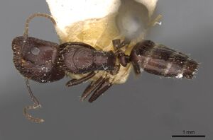 Camponotus reticulatus casent0910533 d 1 high.jpg