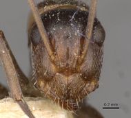 Camponotus sponsorum casent0910402 h 1 high.jpg