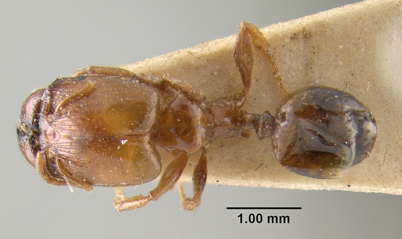 File:MCZ-ENT00031100 Pheidole vigilans had.jpg