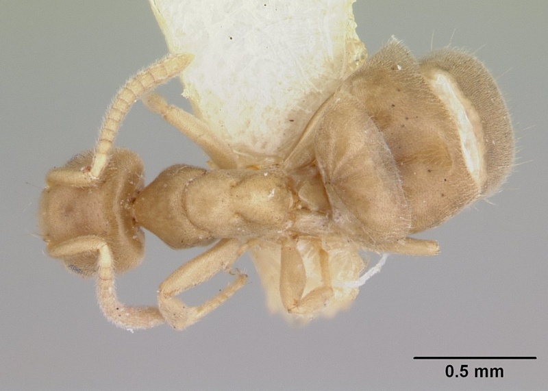 File:Arnoldius flavus casent0178023 dorsal 1.jpg