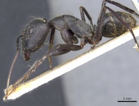 Camponotus fornasinii casent0905314 p 1 high.jpg