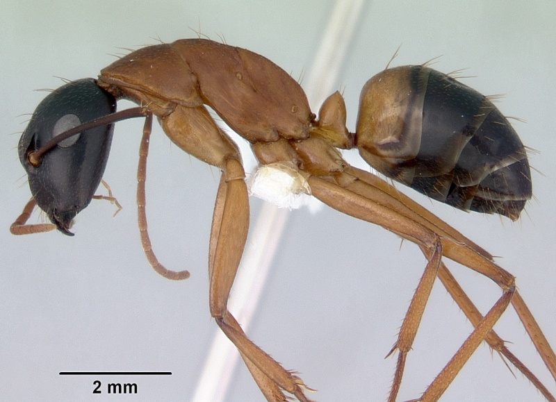 File:Camponotus nigriceps casent0172136 p 1 high.jpg