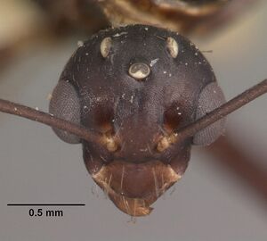 Camponotus quadrimaculatus casent0102425 head 1.jpg