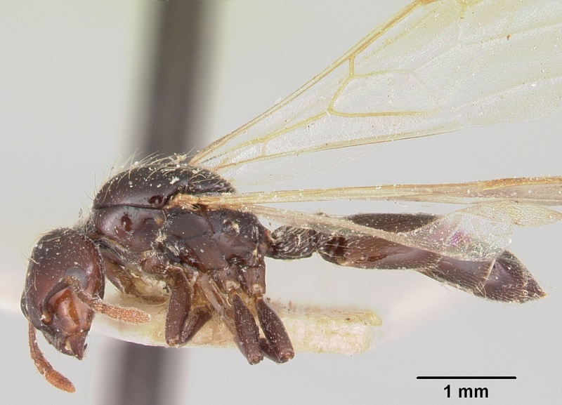 File:Crematogaster agnetis casent0101581 profile 1.jpg