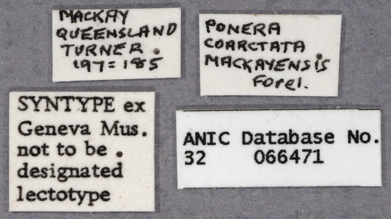 File:Hypoponera mackayensis syntype ANIC32-066471 labels-Antwiki.jpg