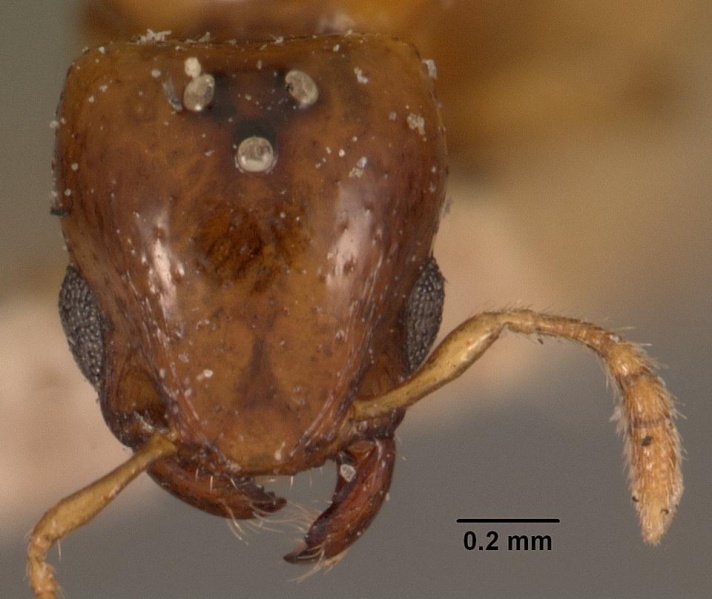 File:Machomyrma dispar casent0102457 head 1.jpg