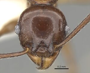 Pheidole quadricuspis casent0281629 h 1 high.jpg