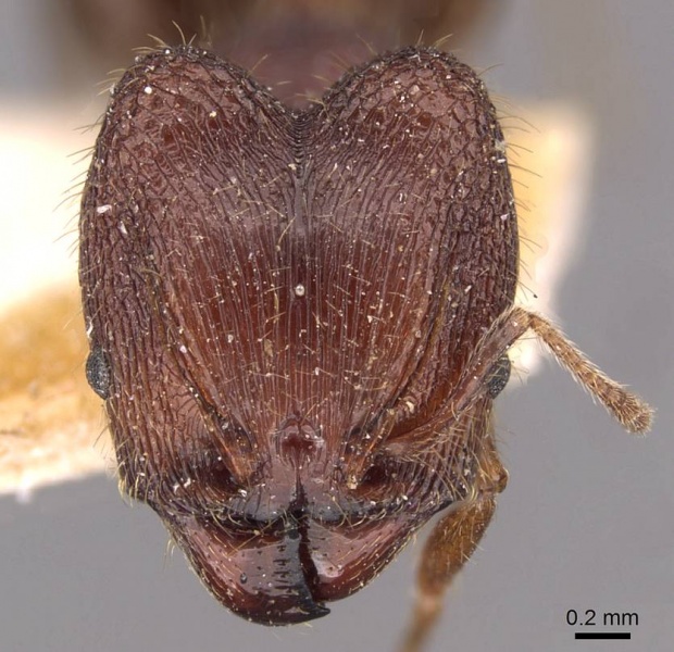 File:Pheidole sharpi casent0907951 h 1 high.jpg