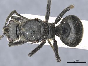 Polyrhachis rixosa casent0903447 d 1 high.jpg