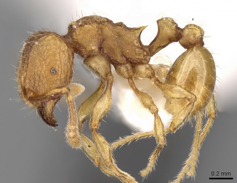 File:Tetramorium termitobium casent0280902 p 1 high.jpg