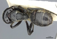 Camponotus atriscapus casent0911817 d 1 high.jpg