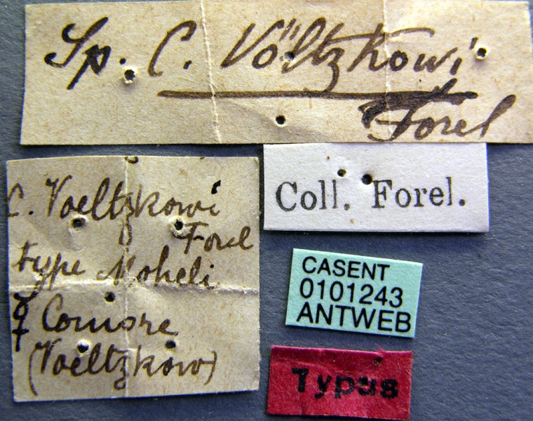 File:Cataulacus voeltzkowi casent0101243 label 1.jpg