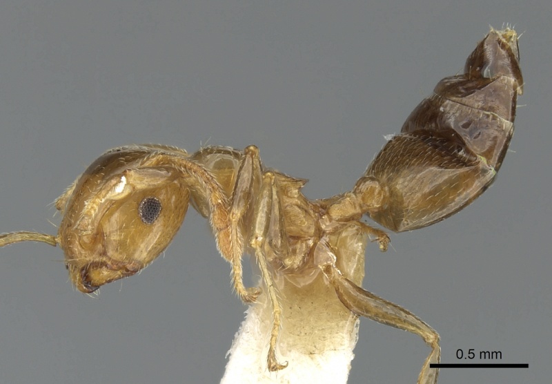File:Crematogaster gambiensis casent0902057 p 1 high.jpg