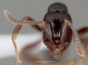 Onychomyrmex hedleyi casent0003164 head 1.jpg