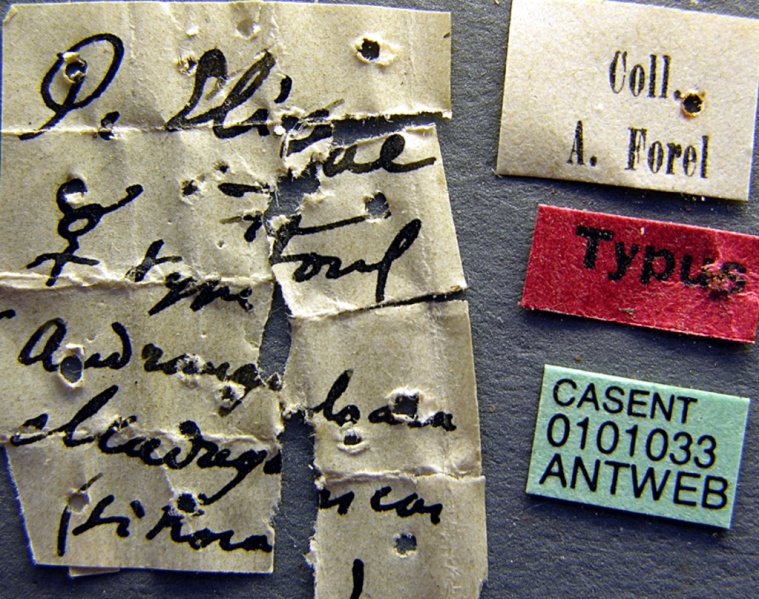 File:Pachycondyla elisae casent0101033 label 1.jpg