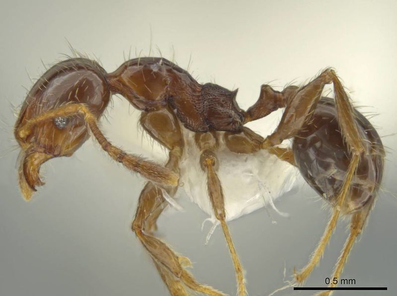 File:Pheidole delicata casent0644185 p 1 high.jpg