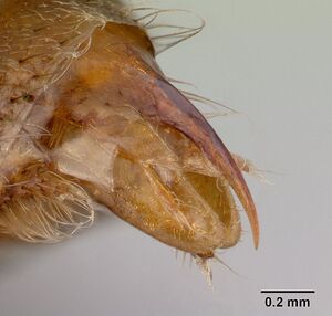 Phrynoponera gabonensis casent0178740 profile 2.jpg